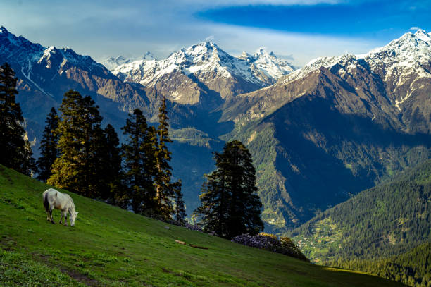 Kasol